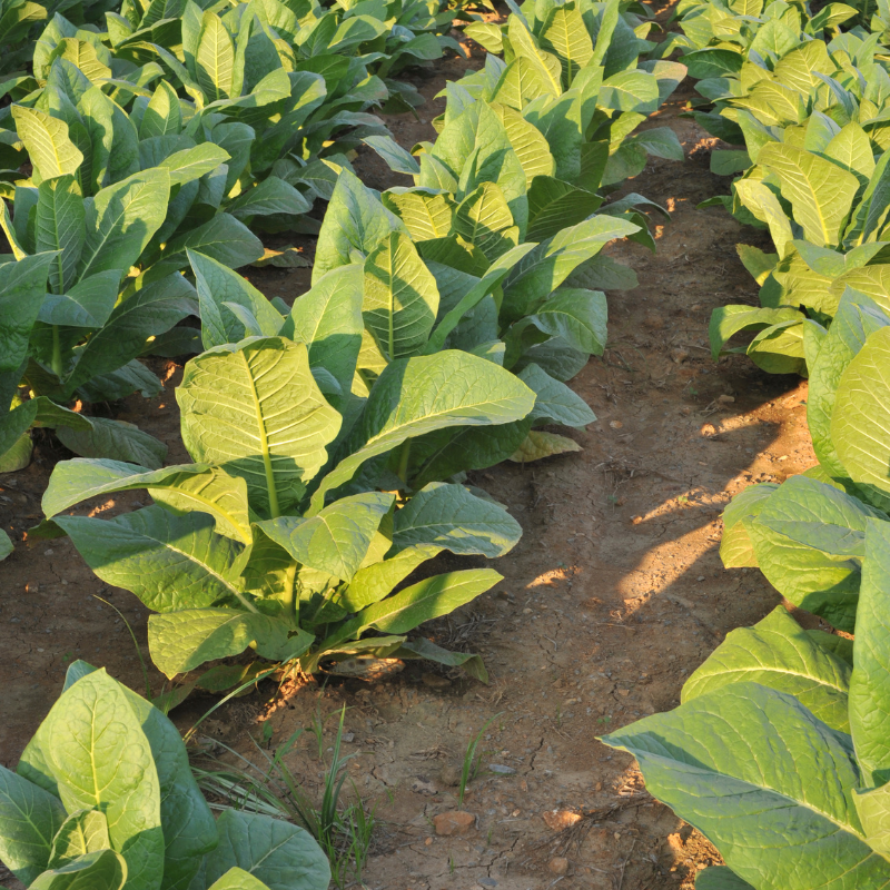 Tobacco seeds Kentucky-15 (KY-15) - 100