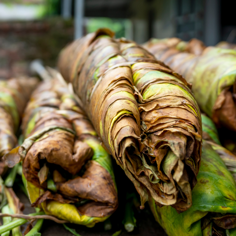 Tobacco seeds Ahus (Alida) - 100
