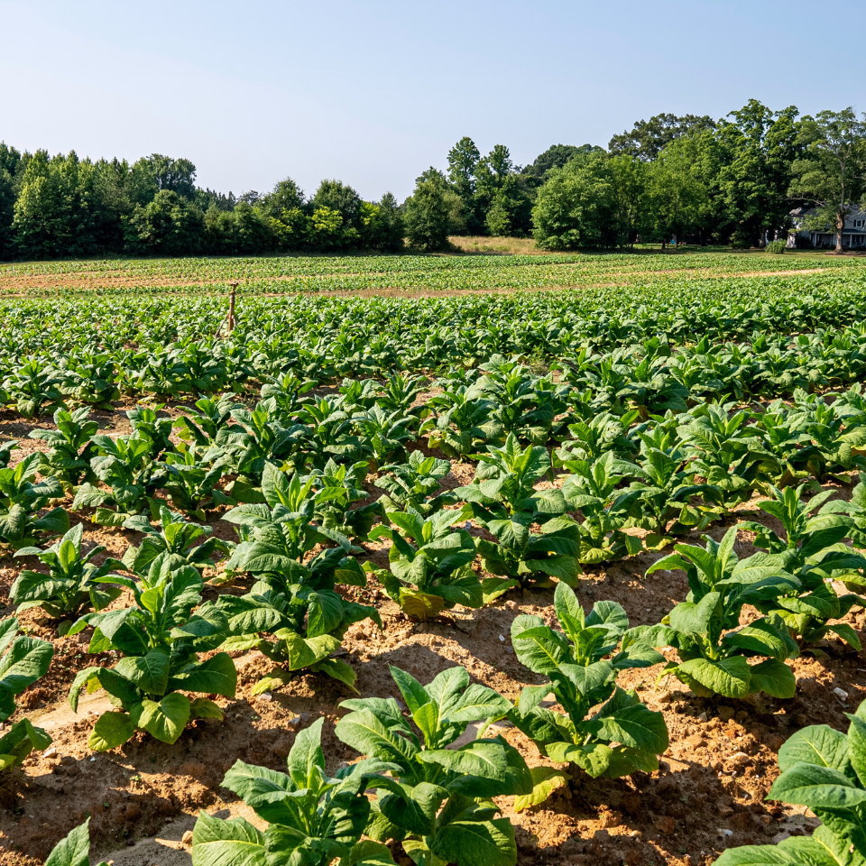 Tobacco seeds Ahus (Alida) - 100
