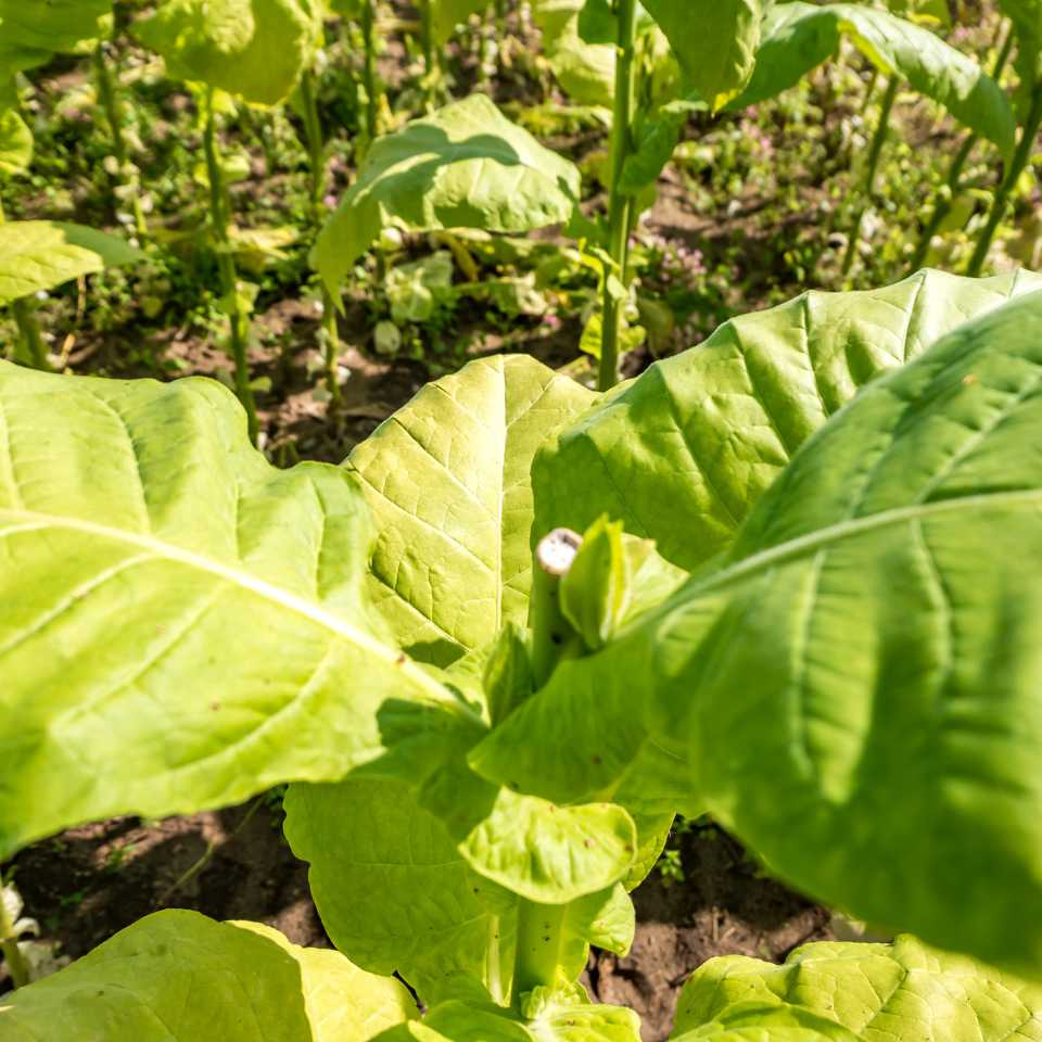 Tobacco seeds Ahus (Alida) - 100