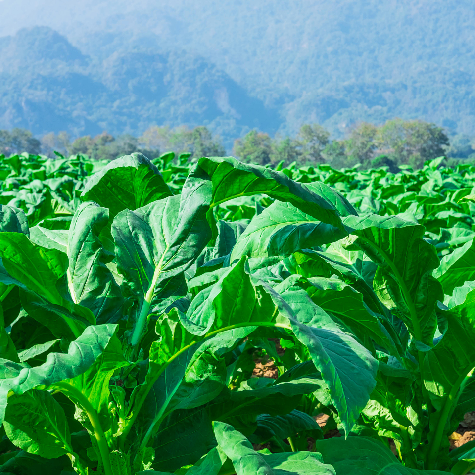 Tobacco seeds Ahus (Alida) - 100