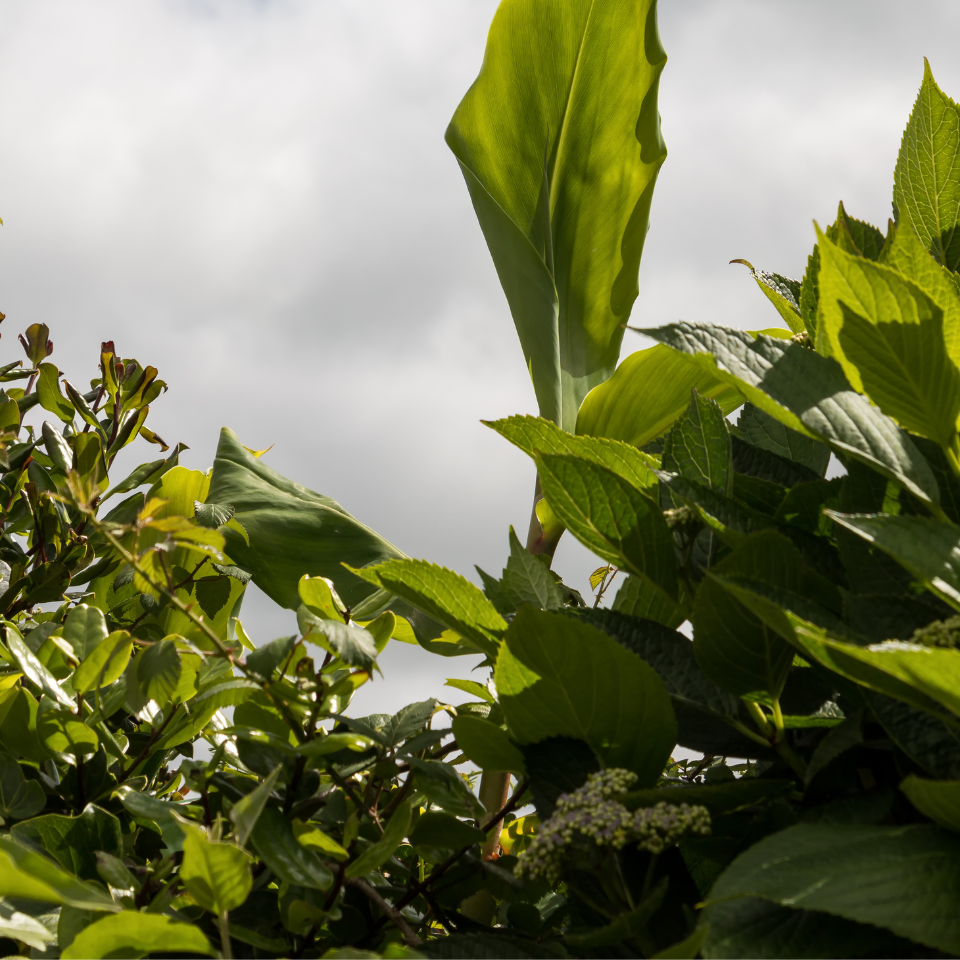 Tobacco seeds Ahus (Alida) - 100