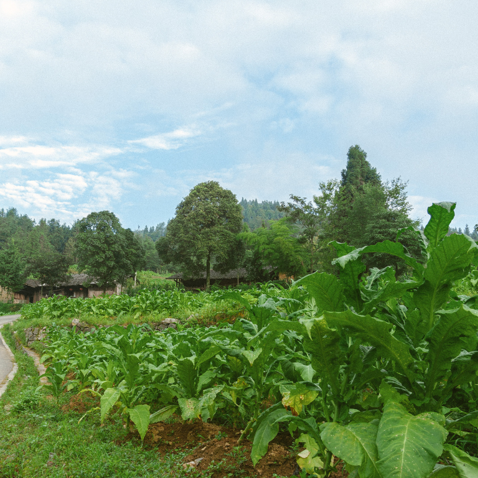 Tobacco seeds Ahus (Alida) - 100