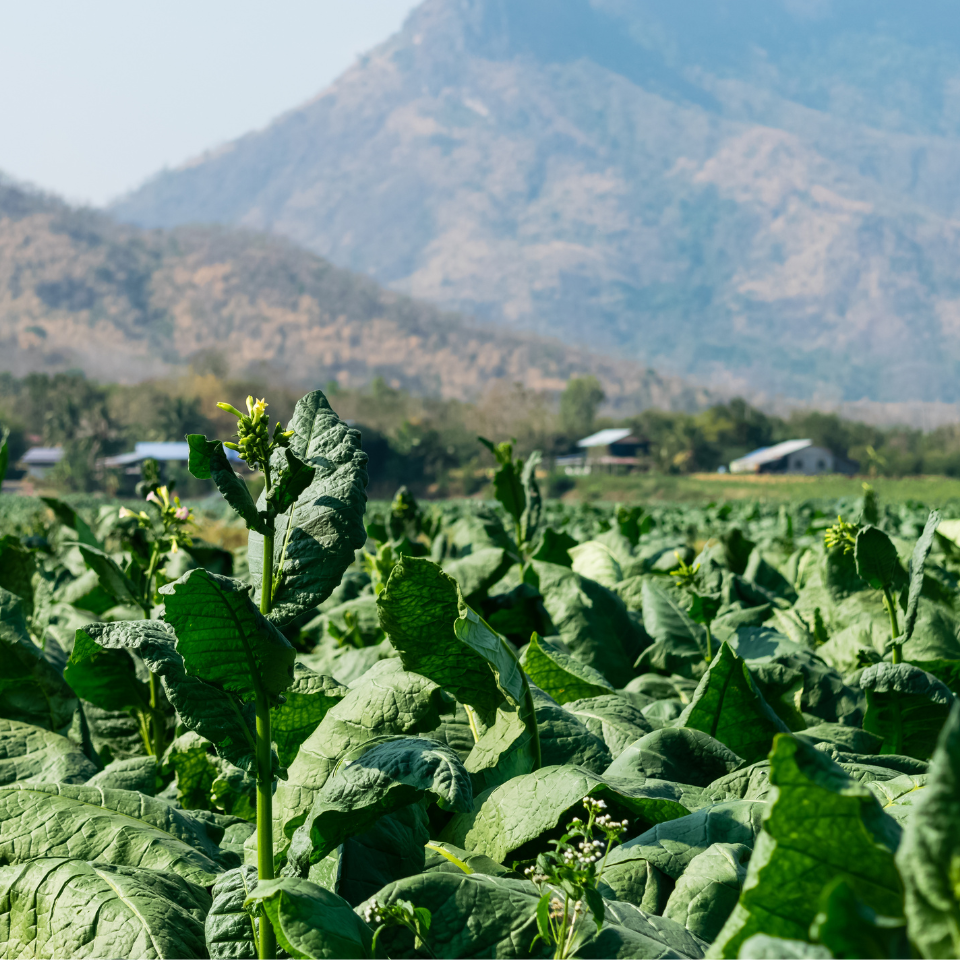 Tobacco seeds Ahus (Alida) - 100
