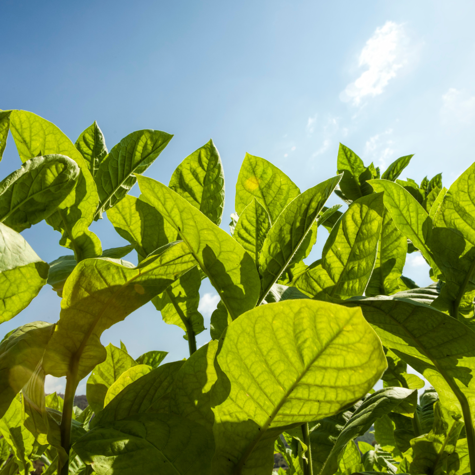 Tobacco seeds Ahus (Alida) - 300