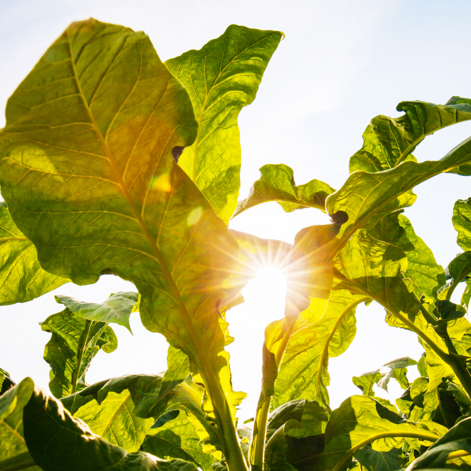 Tobacco seeds Havana - 100