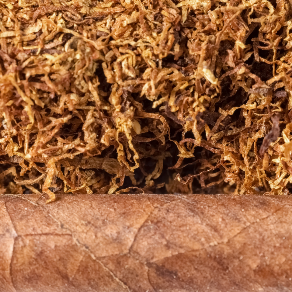 Tobacco seeds Havana - 100