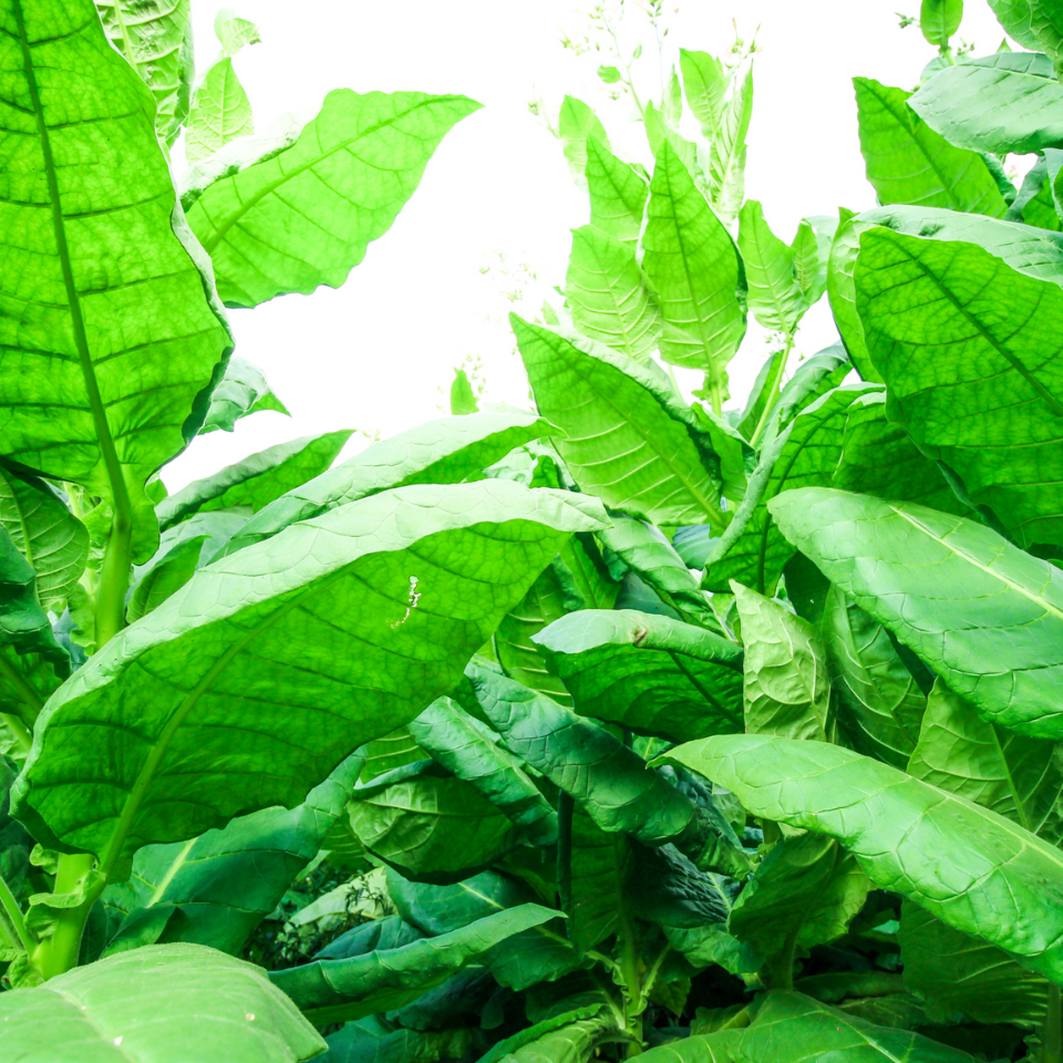 Tobacco seeds Havana - 100