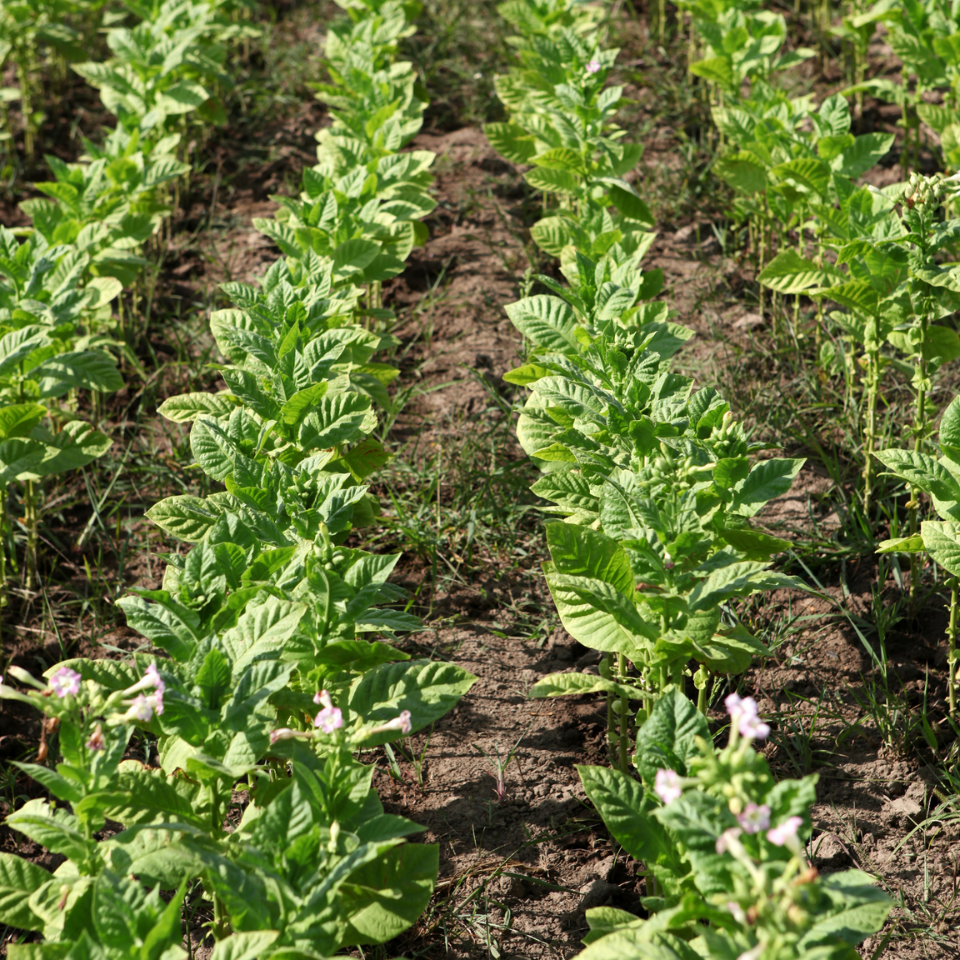 Tobacco seeds Havana - 100