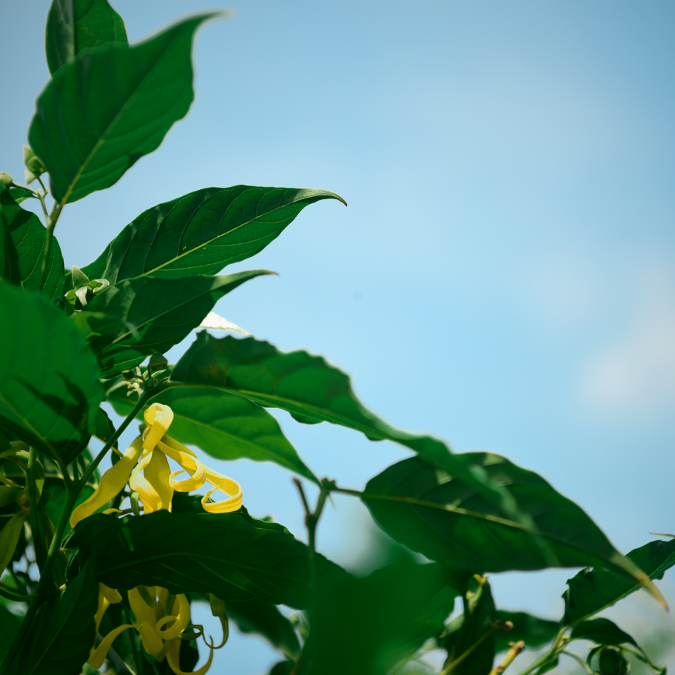 Tobacco seeds Havana - 100