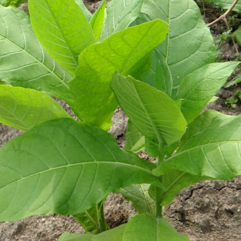 Tobacco seeds - Soviet Large-Leaved - 100