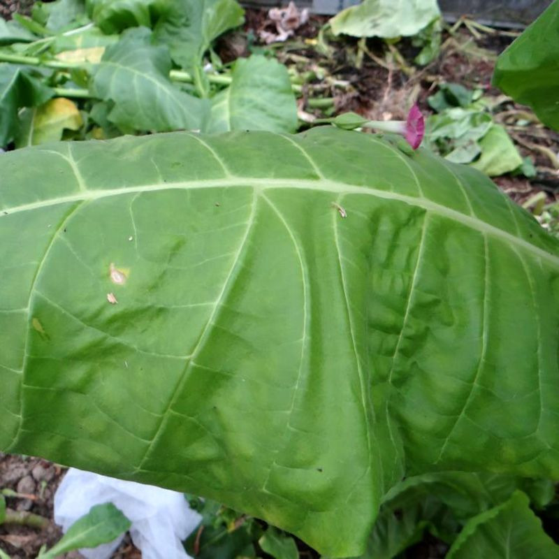 Tobacco seeds - Soviet Large-Leaved - 100