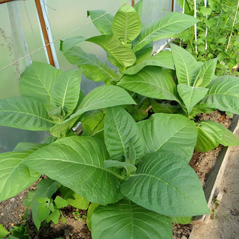 Tobacco seeds - Soviet Large-Leaved - 100