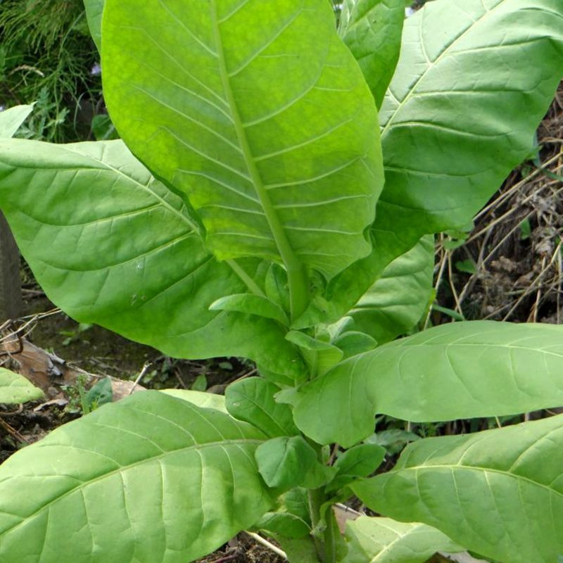 Tobacco seeds - Soviet Large-Leaved - 100