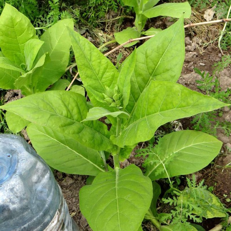 Tobacco seeds - Soviet Large-Leaved - 100