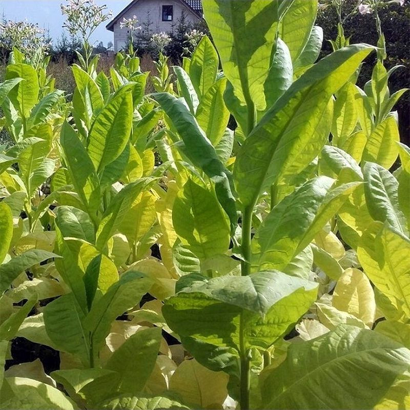 Tobacco seeds - Soviet Large-Leaved - 100