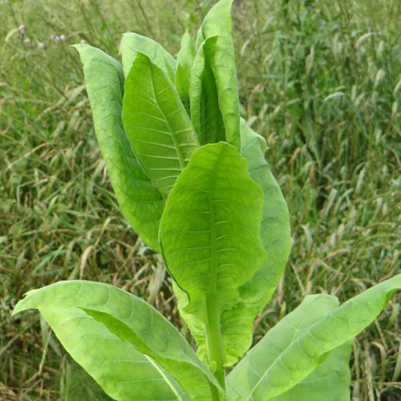 Tobacco seeds - Soviet Large-Leaved - 100