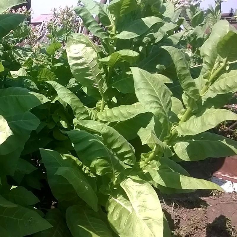 Tobacco seeds - Herzegovina Flor - 50