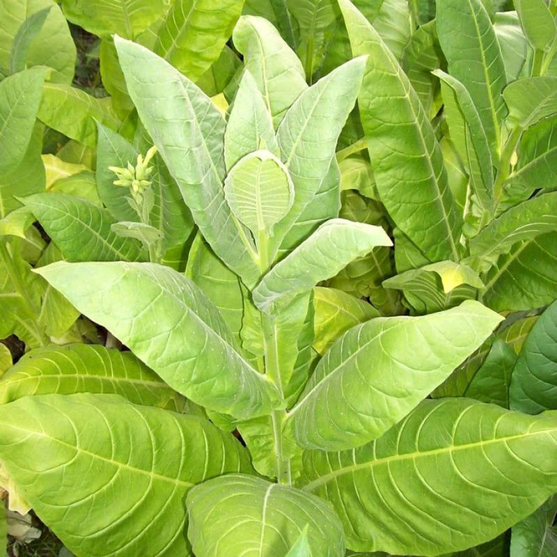 Tobacco seeds - Herzegovina Flor - 100