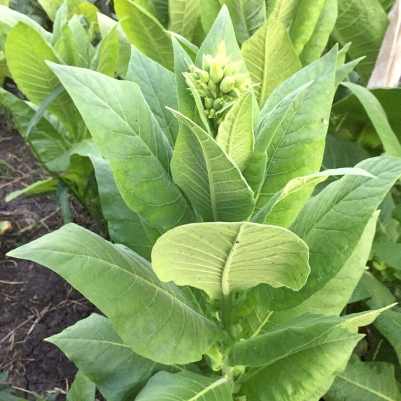 Tobacco seeds - Herzegovina Flor - 50