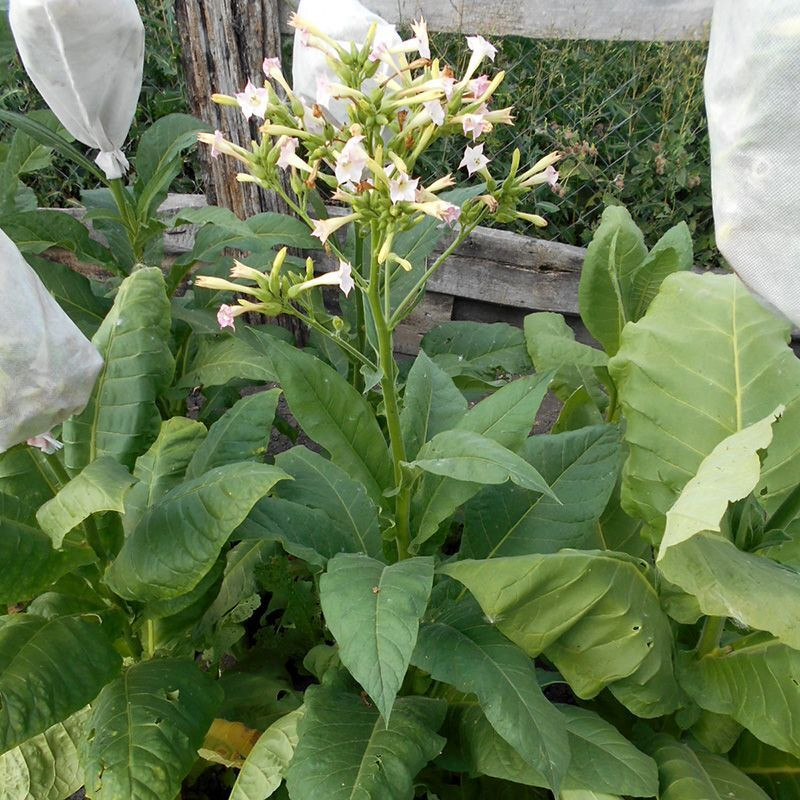 Tobacco seeds - Herzegovina Flor - 50