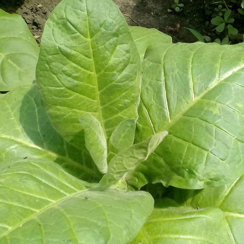 Tobacco seeds - Herzegovina Flor - 50