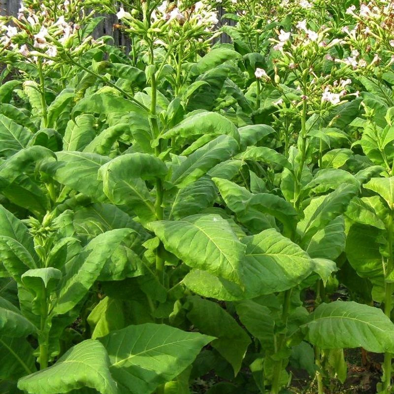 Tobacco seeds - Herzegovina Flor - 50