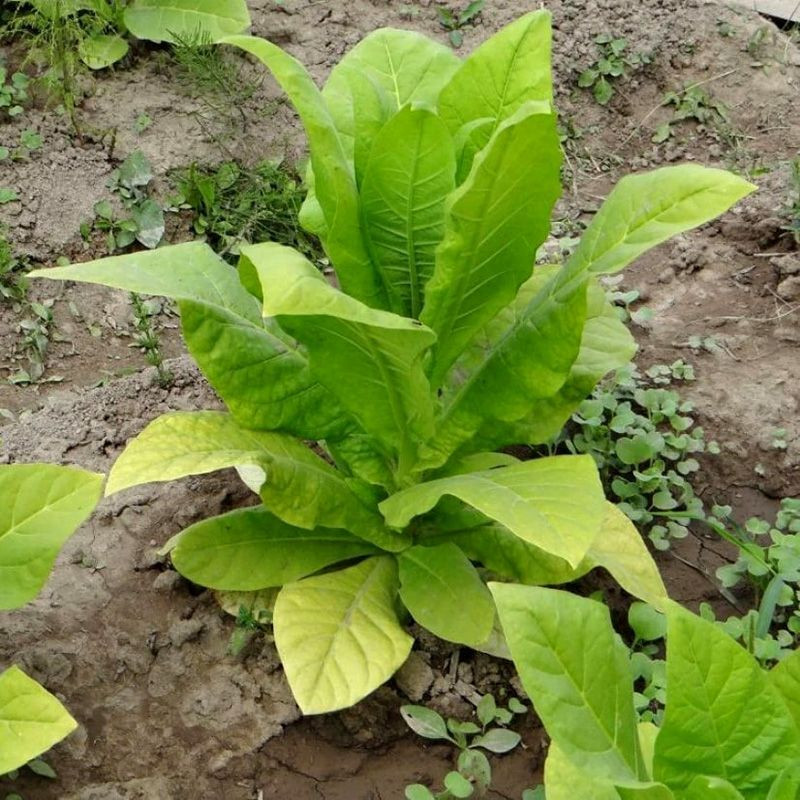 Tobacco seeds - Herzegovina Flor - 50