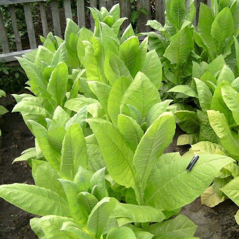 Tobacco seeds - Herzegovina Flor - 50