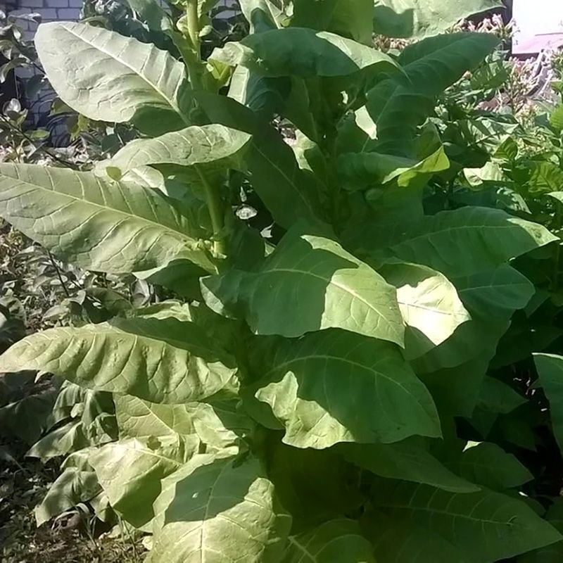 Tobacco seeds - Herzegovina Flor - 50