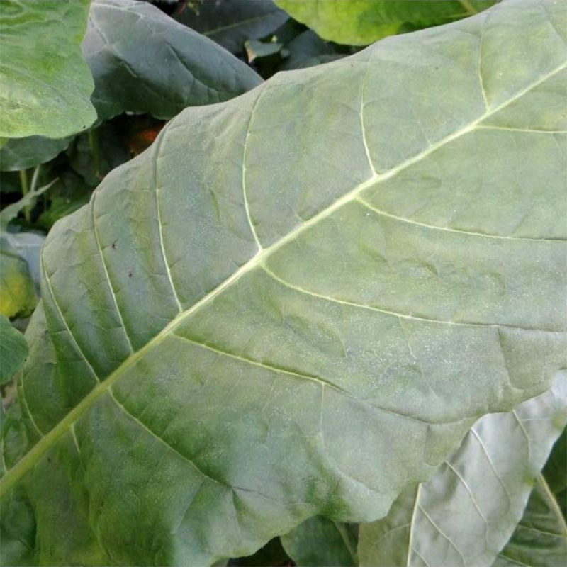 Tobacco seeds - Golden Seal Burley - 100