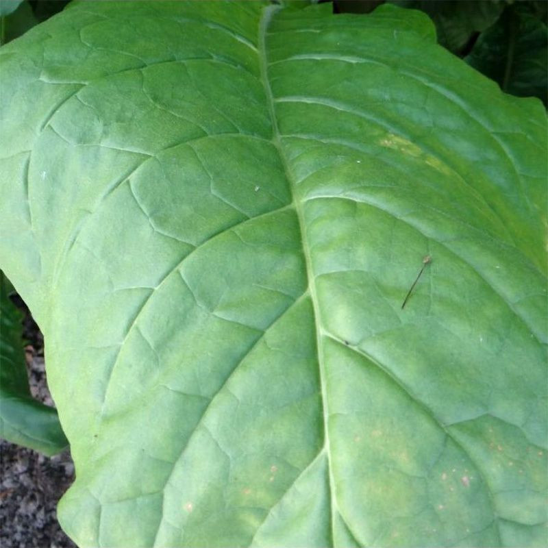 Tobacco seeds - Golden Seal Burley - 100