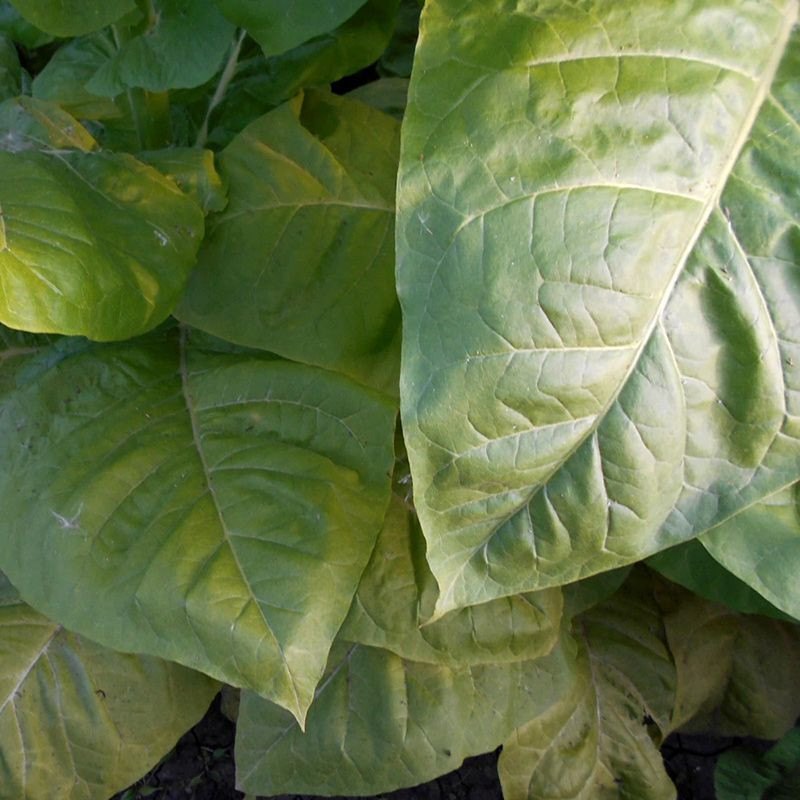 Tobacco seeds - Golden Seal Burley - 100