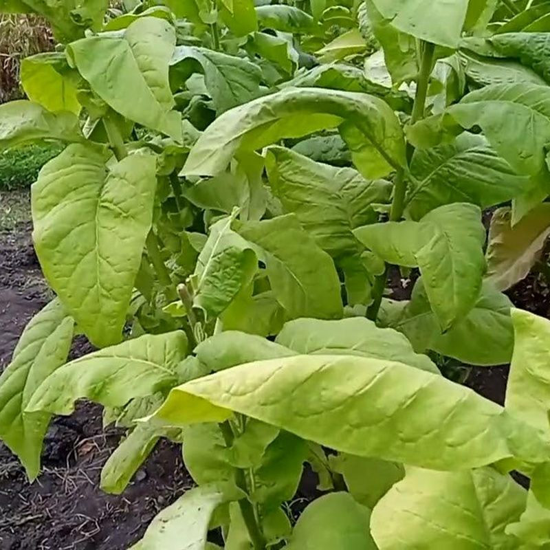 Tobacco seeds - Golden Seal Burley - 100
