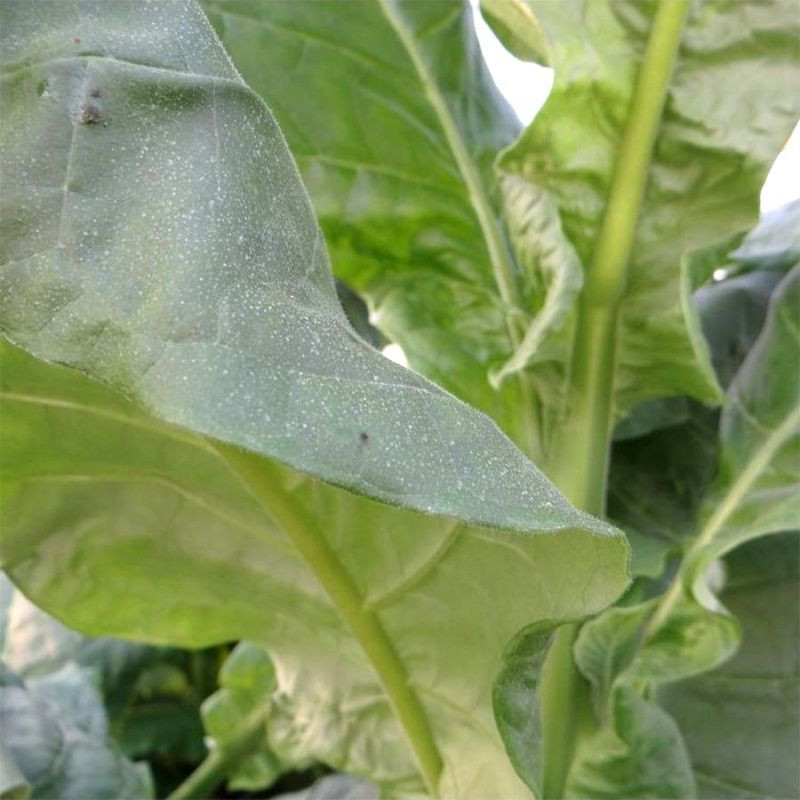 Tobacco seeds - Golden Seal Burley - 100