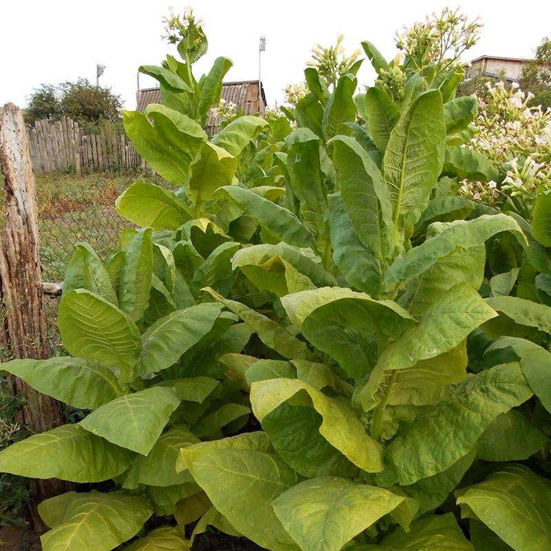 Tobacco seeds - Golden Seal Burley - 100