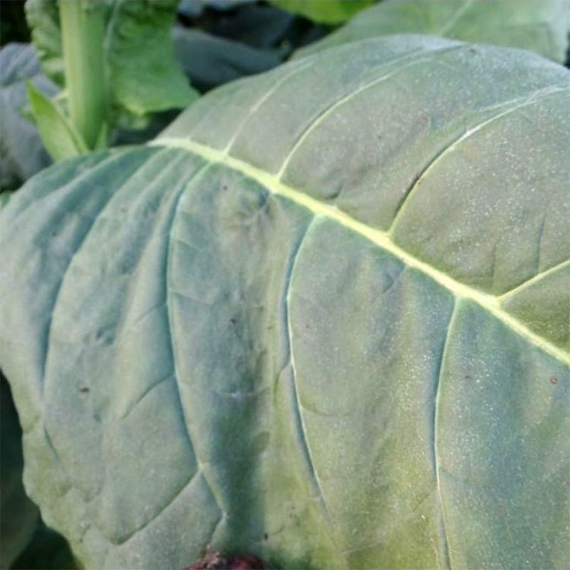 Tobacco seeds - Golden Seal Burley - 100