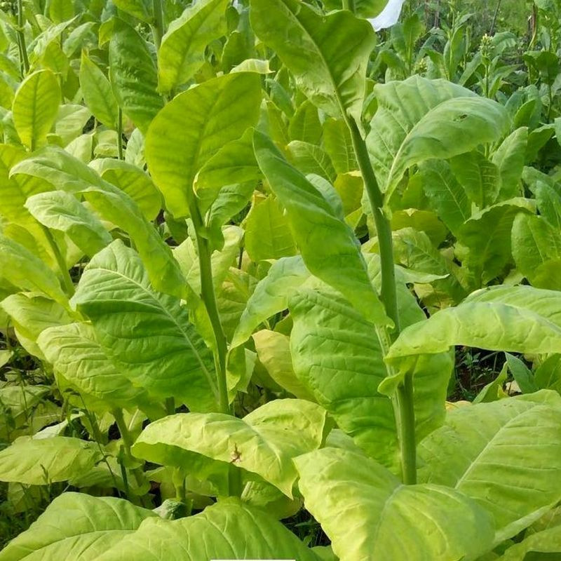 Tobacco seeds - Golden Seal Burley - 100