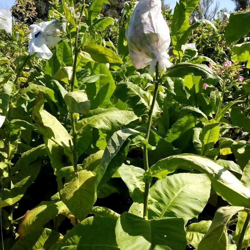 Tobacco seeds - Golden Seal Burley - 100
