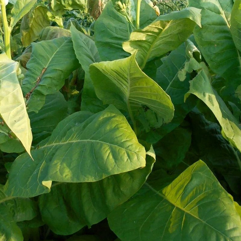 Tobacco seeds - Golden Seal Burley - 100