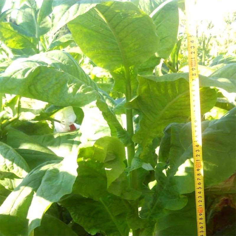 Tobacco seeds - Burley Green Brior - 300