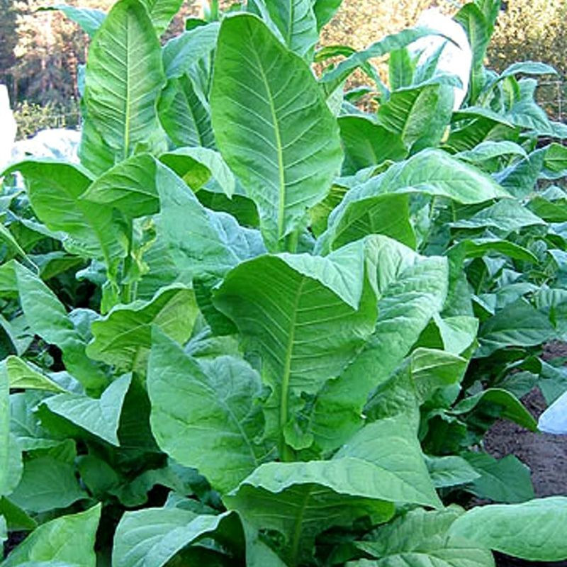 Tobacco seeds - Burley Green Brior - 300