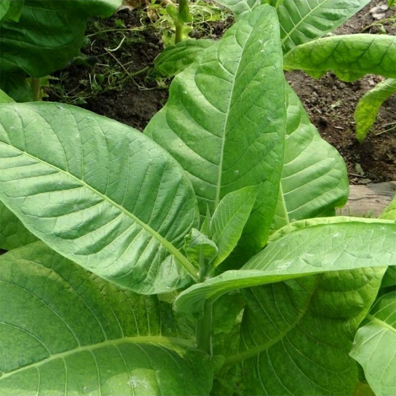 Tobacco seeds - Burley Green Brior - 300