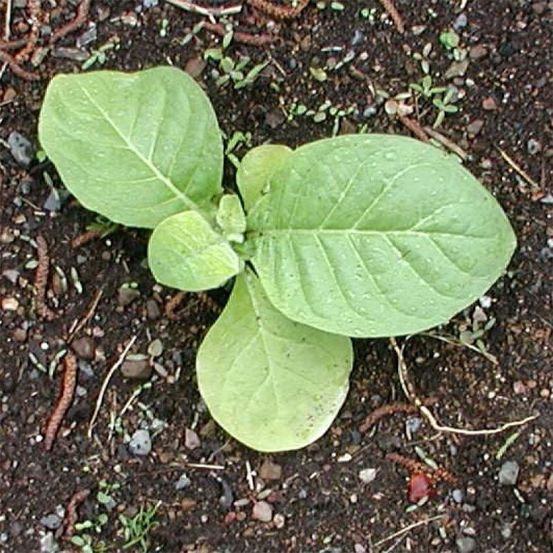 Tobacco seeds - Burley Green Brior - 300