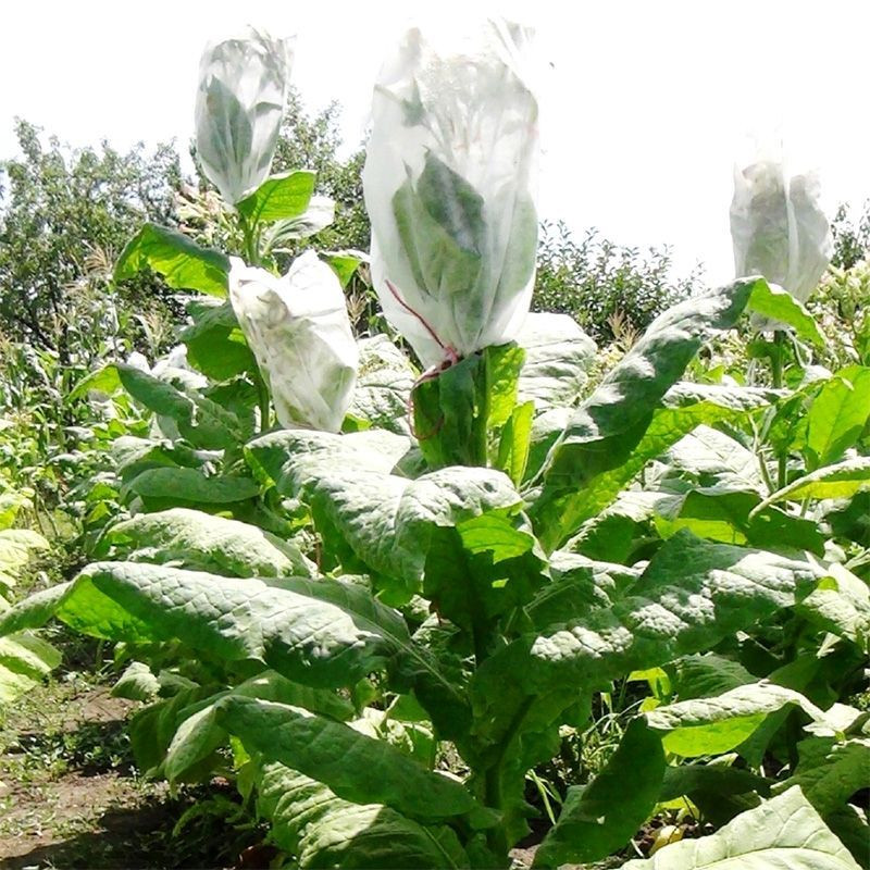 Tobacco seeds - Burley Green Brior - 300