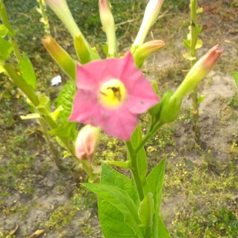 Tobacco seeds - Burley Green Brior - 300