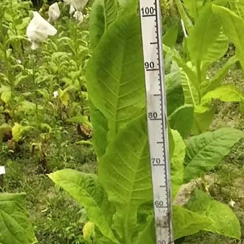 Tobacco seeds - Burley Green Brior - 300