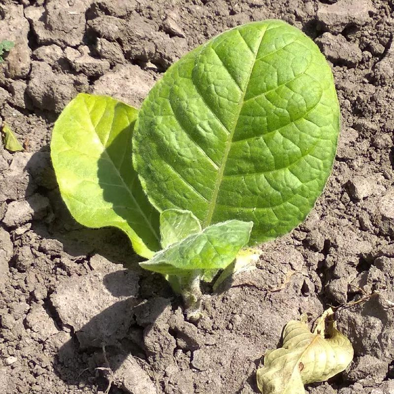 Tobacco seeds - Burley Green Brior - 300