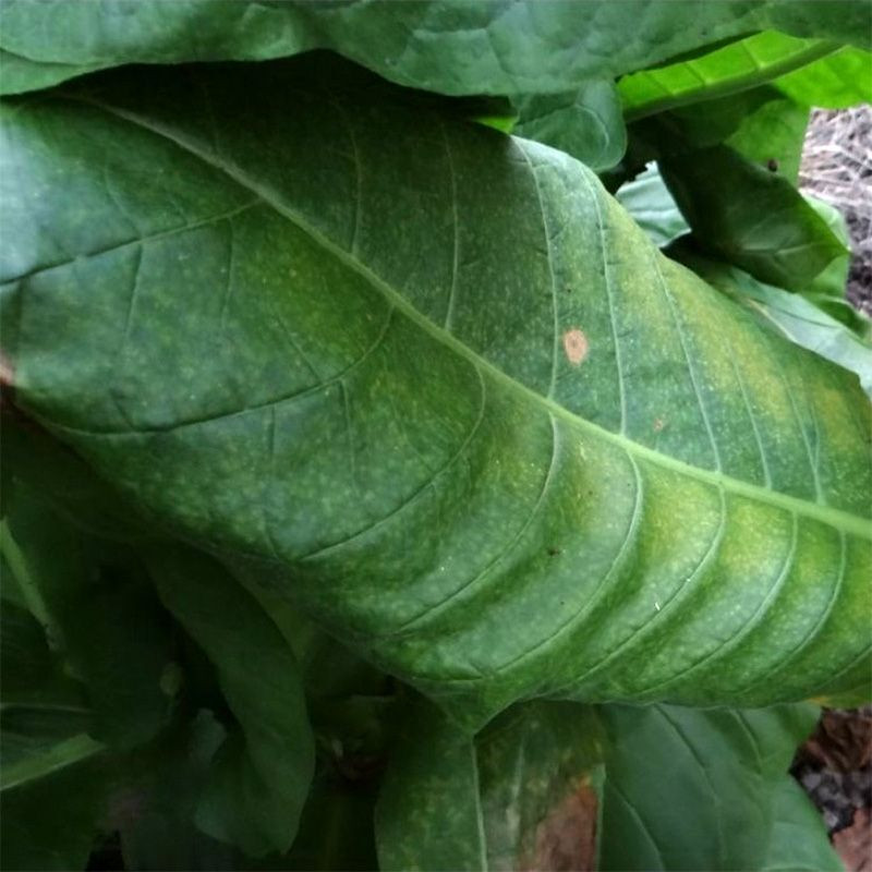 Tobacco seeds - Burley Green Brior - 300