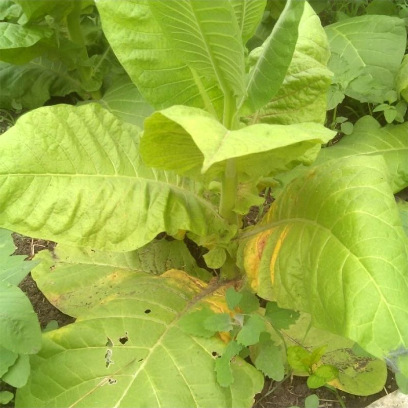 Tobacco seeds - Xanthi - 100